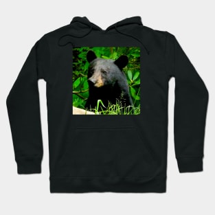 Blue Ridge Mountains Wild Black Bear Hoodie